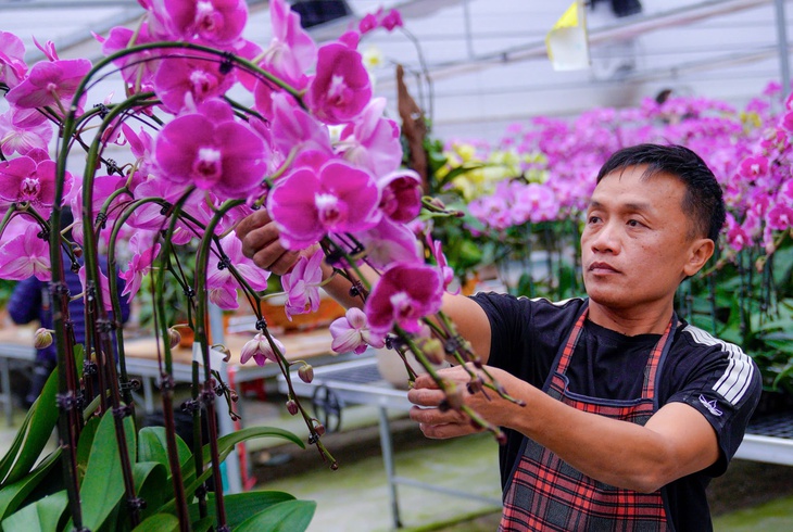 Vườn hoa lan bạc tỷ khoe sắc rực rỡ ngày giáp Tết- Ảnh 6.