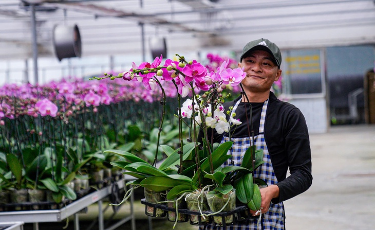 Vườn hoa lan bạc tỷ khoe sắc rực rỡ ngày giáp Tết- Ảnh 4.