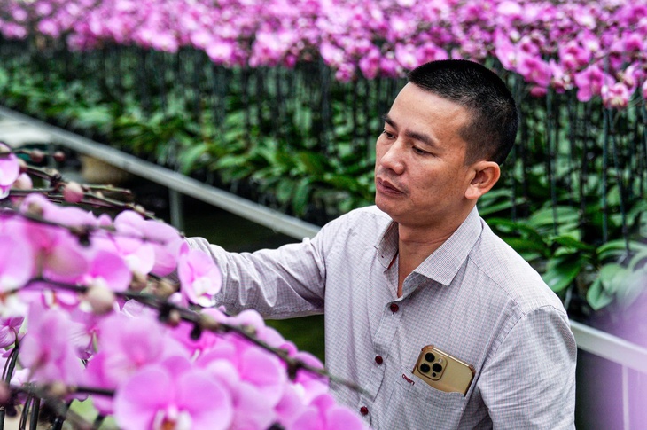 Vườn hoa lan bạc tỷ khoe sắc rực rỡ ngày giáp Tết- Ảnh 2.