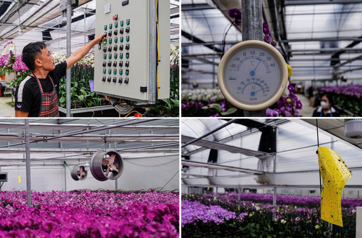 Vườn hoa lan bạc tỷ khoe sắc rực rỡ ngày giáp Tết- Ảnh 8.