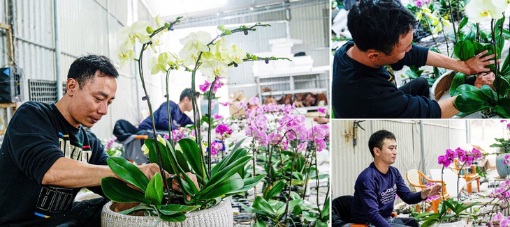 Vườn hoa lan bạc tỷ khoe sắc rực rỡ ngày giáp Tết- Ảnh 9.