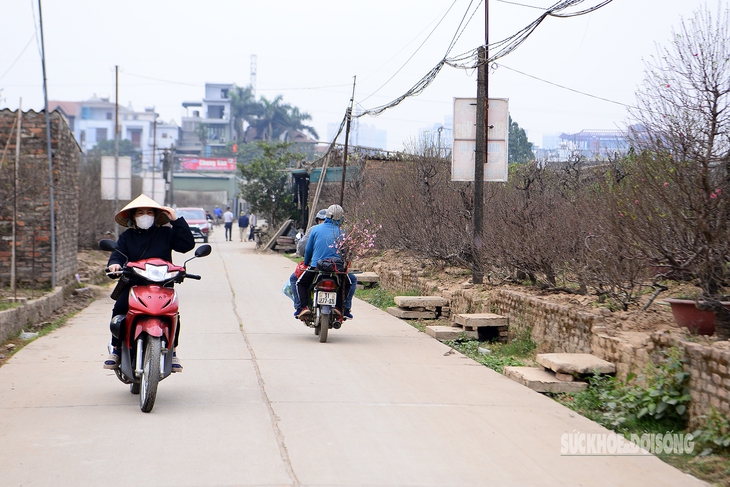 Đào Nhật Tân bung nở, người dân vào tận nhà vườn 'săn' cây về trưng Tết- Ảnh 1. Đào Nhật Tân bung nở, người dân vào tận nhà vườn 'săn' cây về trưng Tết- Ảnh 1.