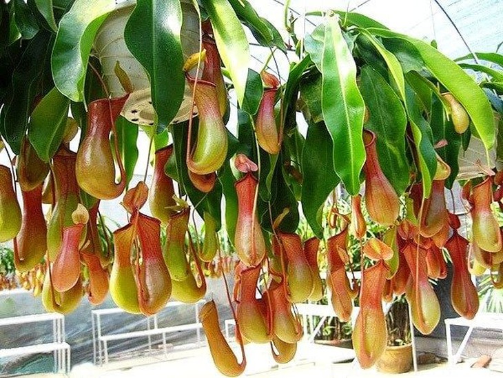 Dược liệu Việt Nam chứa nhiều hoạt chất hỗ trợ điều trị ung thư- Ảnh 2.