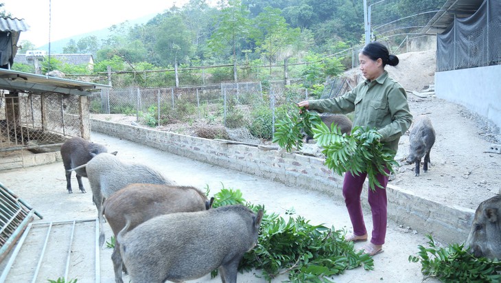 Phú Thọ tăng cường an sinh xã hội: 100% hộ nghèo, hộ cận nghèo được hỗ trợ tham gia bảo hiểm y tế- Ảnh 2.