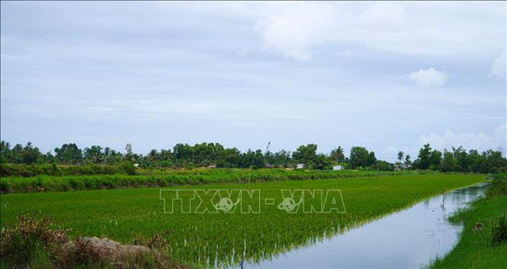 Nông dân thu lợi hàng trăm triệu đồng từ mô hình lúa-tôm hữu cơ xen canh- Ảnh 1.