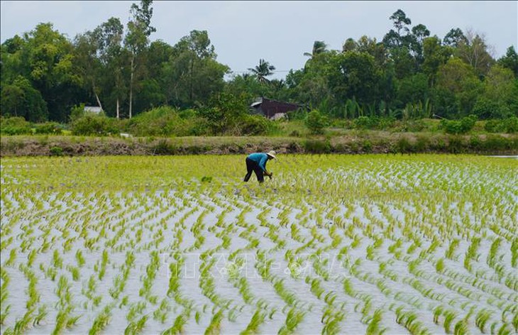 Nông dân thu lợi hàng trăm triệu đồng từ mô hình lúa-tôm hữu cơ xen canh- Ảnh 2.