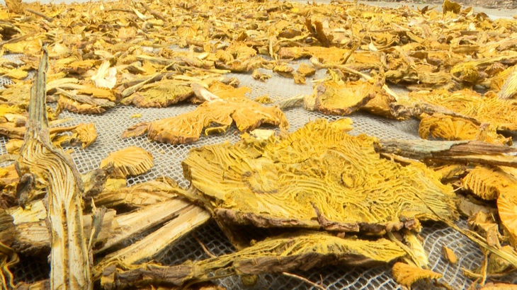 Phát triển bền vững từ cây thuốc: Lợi ích kép cho đa dạng sinh học và kinh tế địa phương- Ảnh 1. Phát triển bền vững từ cây thuốc: Lợi ích kép cho đa dạng sinh học và kinh tế địa phương- Ảnh 1.