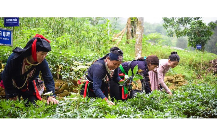 Khai thác dược liệu: Hướng tới công nghiệp hóa và nâng cao giá trị gia tăng