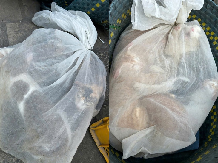 Bắt 15 đối tượng trong đường dây trộm cắp, mua bán chó mèo không rõ nguồn gốc tại TPHCM- Ảnh 2. Bắt 15 đối tượng trong đường dây trộm cắp, mua bán chó mèo không rõ nguồn gốc tại TPHCM- Ảnh 2.