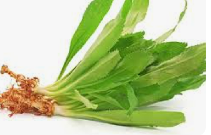5 bài thuốc chữa bệnh từ lá mùi tàu- Ảnh 1.
