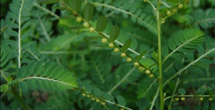 cho-de-rang-cua