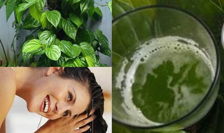 Lá trầu không giúp giảm viêm, kháng khuẩn và trị gàu- Ảnh 1.