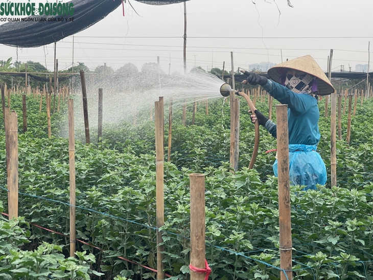 Cảnh tiêu điều tại làng hoa Tây Tựu, nhiều hộ dân mất trắng sau ngập lụt- Ảnh 9.
