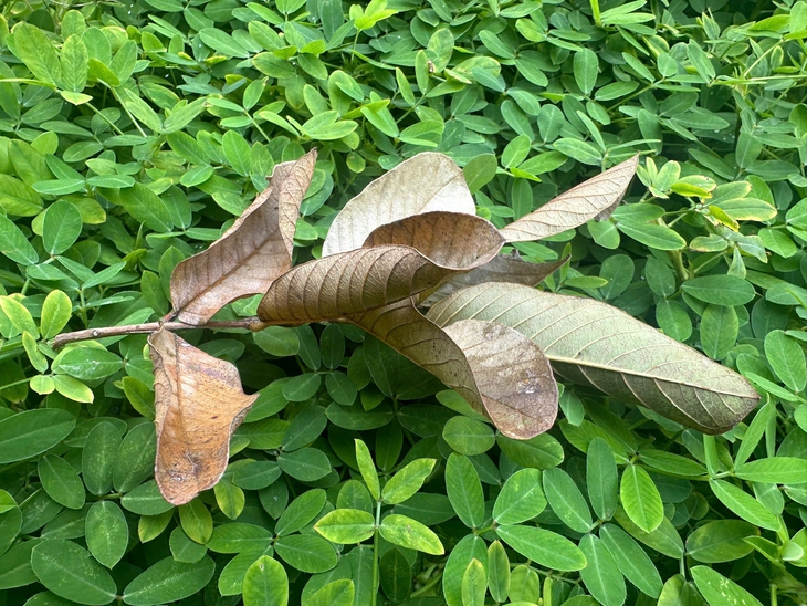 Phát hiện loại nước lá giúp hạ huyết áp, giảm mỡ máu, ổn định đường huyết đang ‘gây sốt’- Ảnh 2.