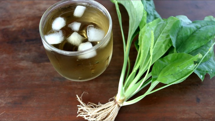Uống nước mã đề có tác dụng gì?- Ảnh 3.