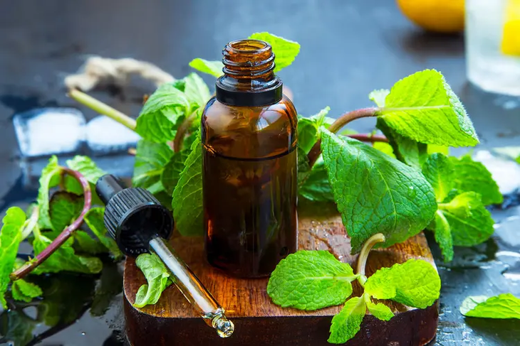 Cách dùng bạc hà giảm buồn nôn- Ảnh 1.