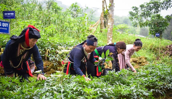 Y học cổ truyền Mường: Kho báu từ cây xạ đen và những bài thuốc xương khớp trứ danh- Ảnh 2. Y học cổ truyền Mường: Kho báu từ cây xạ đen và những bài thuốc xương khớp trứ danh- Ảnh 2.
