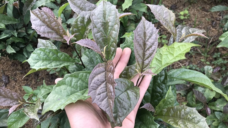 Y học cổ truyền Mường: Kho báu từ cây xạ đen và những bài thuốc xương khớp trứ danh- Ảnh 1. Y học cổ truyền Mường: Kho báu từ cây xạ đen và những bài thuốc xương khớp trứ danh- Ảnh 1.