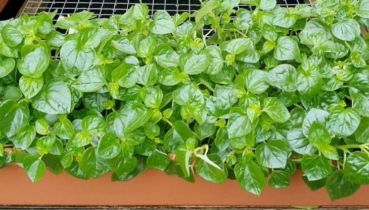 Cách làm đẹp từ rau càng cua
- Ảnh 1.