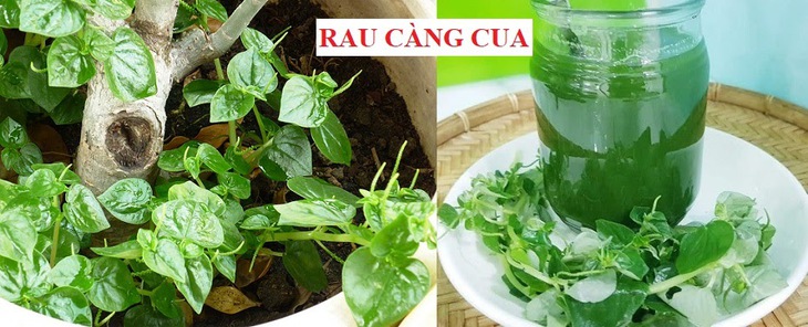 Loại rau mọc dại hóa ra là 'vị thuốc' quý cho sức khỏe- Ảnh 1.