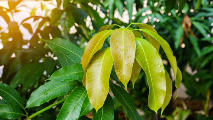 Lợi ích của lá xoài