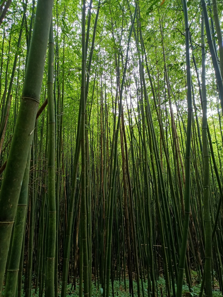 Mở tuyến du lịch mạo hiểm 'Chinh phục đỉnh Pù Luông' săn mây ở độ cao 1.700m- Ảnh 10.