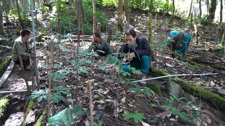 Đưa sâm Ngọc Linh thành sinh kế giảm nghèo cho đồng bào Xơ Đăng- Ảnh 2.