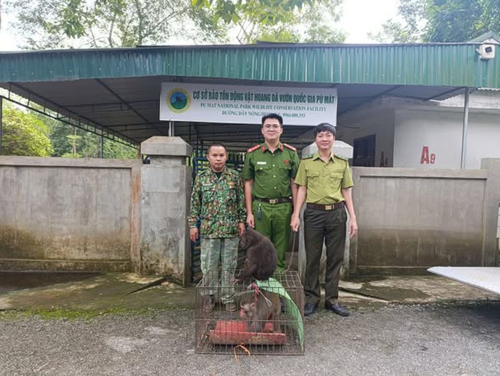 Hai cá thể khỉ quý hiếm đi lạc vào nhà dân- Ảnh 1.