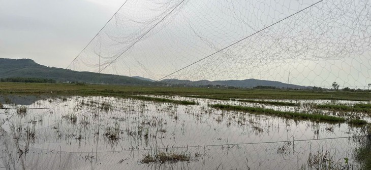 Giải cứu chim trời, thu giữ hàng chục nghìn mét lưới tận diệt- Ảnh 1.