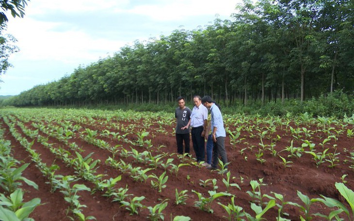 Gia Lai thúc đẩy cây dược liệu phát triển kinh tế