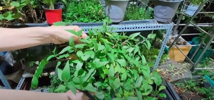 Từng òa khóc khi chia sẻ về biến cố bệnh tật, 'Nữ hoàng dân ca' Việt hiện sống ra sao?- Ảnh 27.