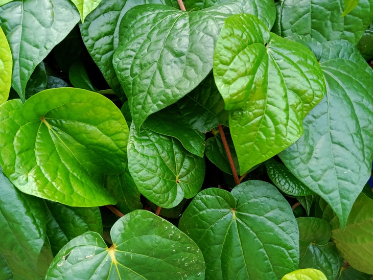 Cách dùng lá trầu không tốt cho sức khỏe- Ảnh 1.
