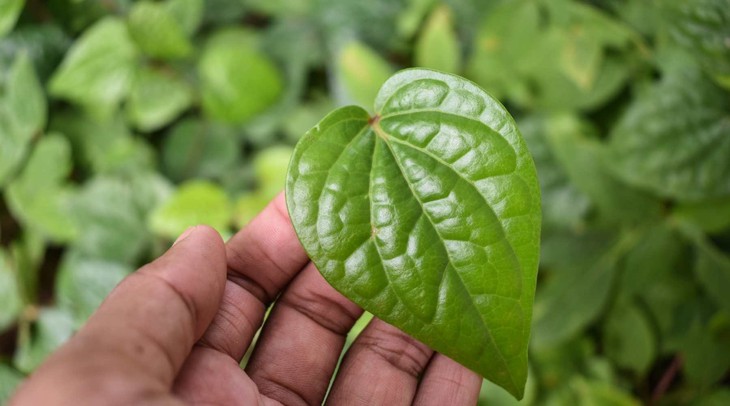 Cách dùng lá trầu không tốt cho sức khỏe- Ảnh 2.