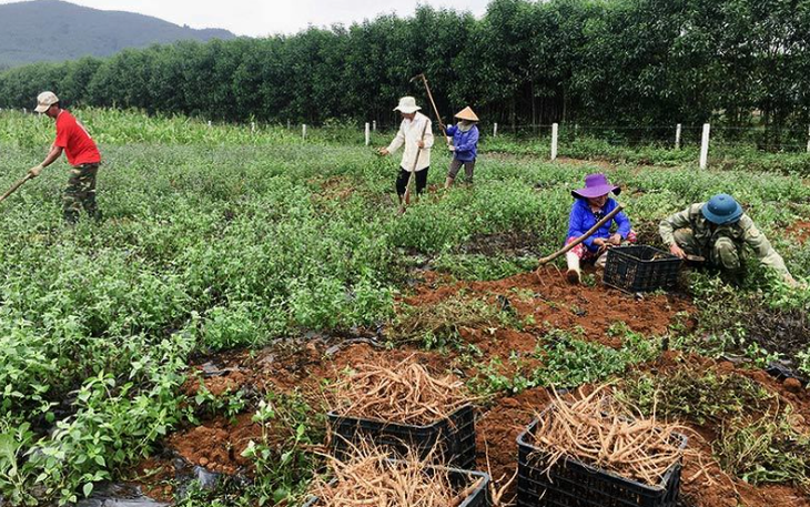 Khởi sắc kinh tế vùng cao nhờ cây dược liệu giá trị