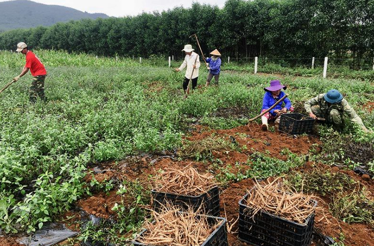 Khởi sắc kinh tế vùng cao nhờ cây dược liệu giá trị- Ảnh 1.