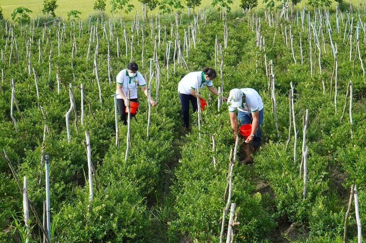 Phát triển dược liệu dựa trên di sản: Động lực mới cho kinh tế địa phương- Ảnh 1.