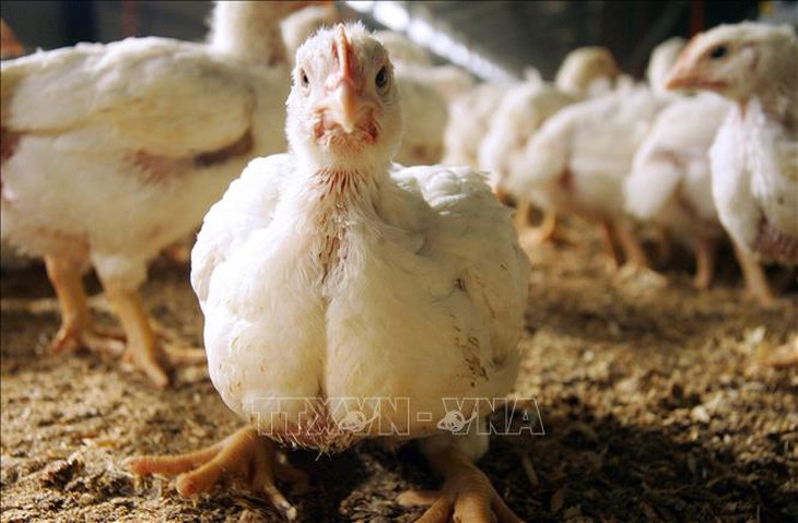 Bệnh nhân Mỹ nhập viện với chủng cúm gia cầm chưa từng ghi nhận ở người- Ảnh 1.