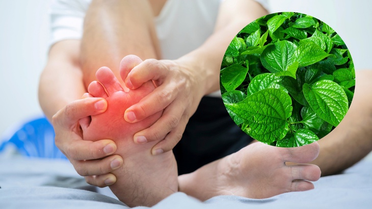 Cách dùng nước lá lốt hỗ trợ giảm axit uric an toàn tại nhà- Ảnh 1.