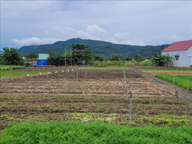 Mưa bão gây thiếu hụt rau củ, TP Hồ Chí Minh tăng dự trữ, mở rộng nguồn cung- Ảnh 1. Mưa bão gây thiếu hụt rau củ, TP Hồ Chí Minh tăng dự trữ, mở rộng nguồn cung- Ảnh 1.