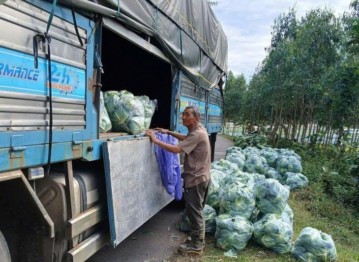 Nguồn hàng hoá phục vụ miền Trung dần ổn định, giá rau tại TP Hồ Chí Minh tăng mạnh- Ảnh 3. Nguồn hàng hoá phục vụ miền Trung dần ổn định, giá rau tại TP Hồ Chí Minh tăng mạnh- Ảnh 3.