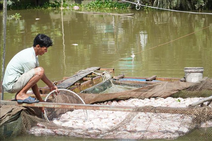 Nguyên nhân ban đầu khiến hàng chục tấn cá chết bất thường ở Cần Thơ- Ảnh 4.