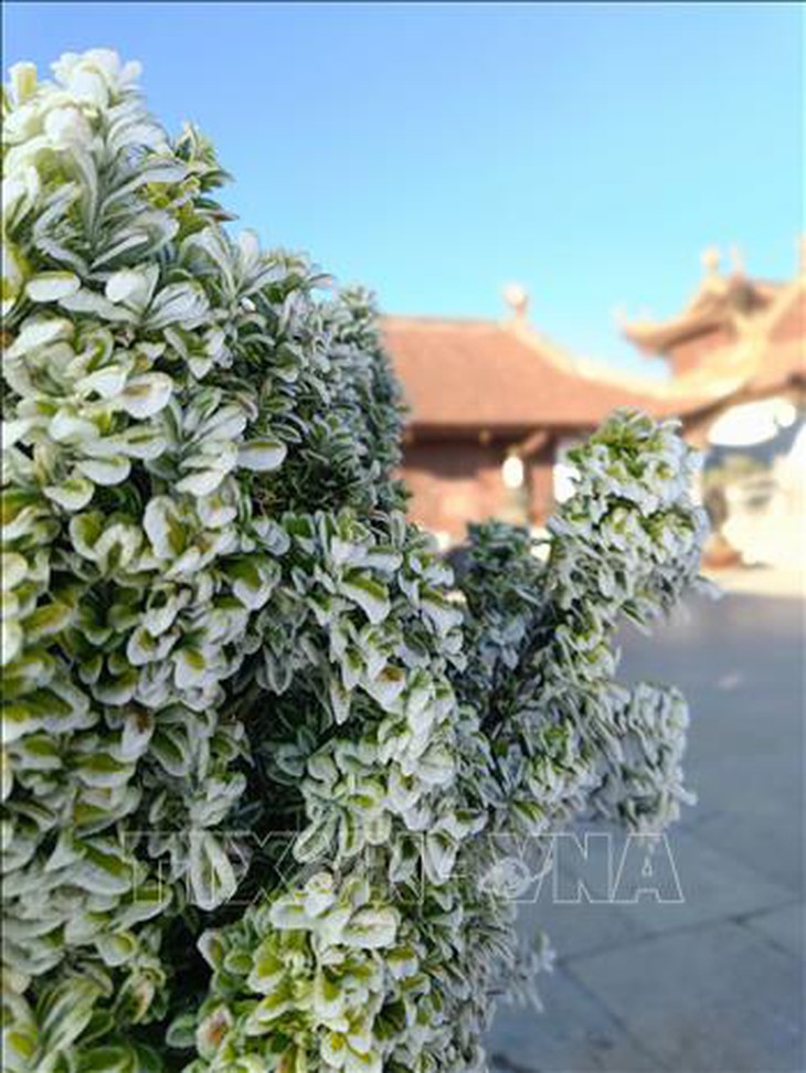 Băng giá phủ trắng đỉnh Fansipan- Ảnh 5.