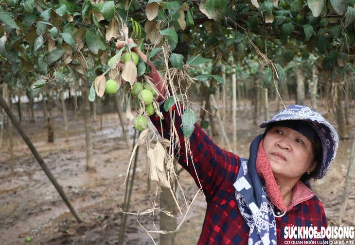 Nông dân Khánh Hòa kiệt quệ khi nho, táo, dê chết hàng loạt sau mưa lũ- Ảnh 5.