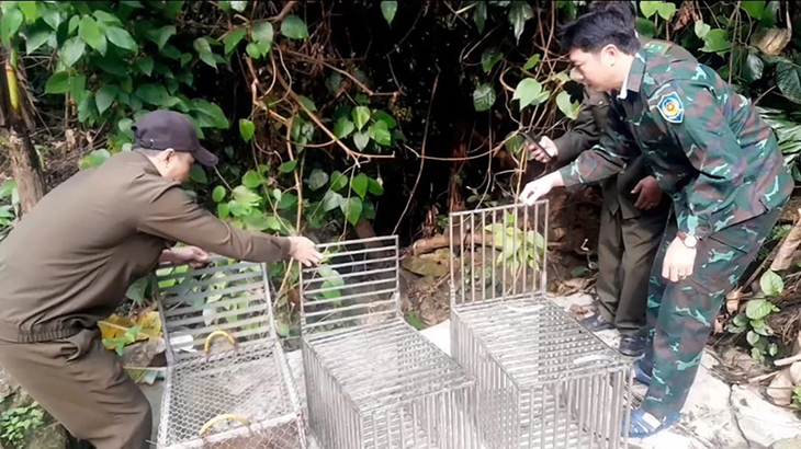 Tái thả nhiều cá thể linh trưởng quý hiếm về tự nhiên- Ảnh 1. Tái thả nhiều cá thể linh trưởng quý hiếm về tự nhiên- Ảnh 1.