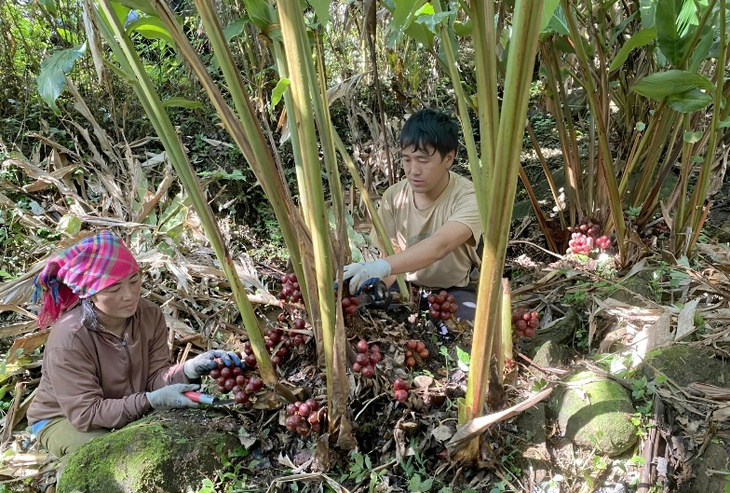 A couple of people working in a plantation  AI-generated content may be incorrect.