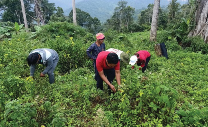 Giá trị bền vững của bài thuốc dân gian trong thời đại mới- Ảnh 2.