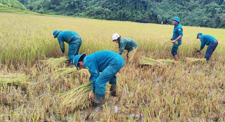 Chạy đua với thời gian giữ hạt lúa trước bão số 13- Ảnh 3.
