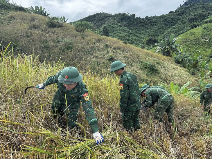 Chạy đua với thời gian giữ hạt lúa trước bão số 13- Ảnh 5.