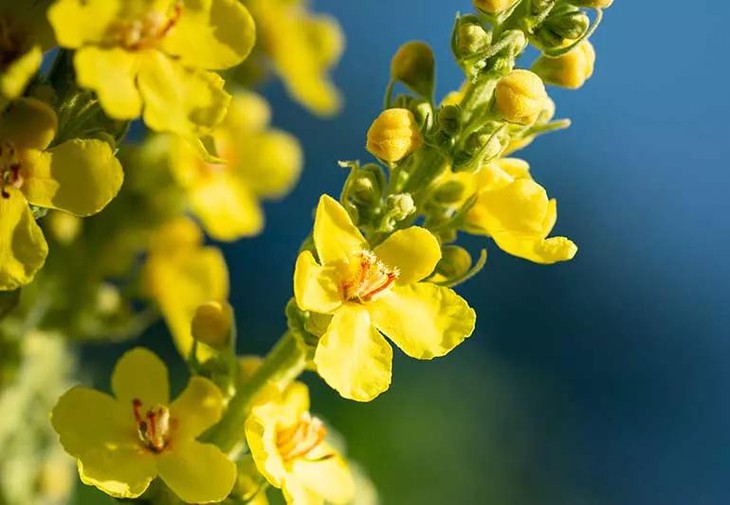 10 lợi ích của trà hoa mõm sói- Ảnh 1.