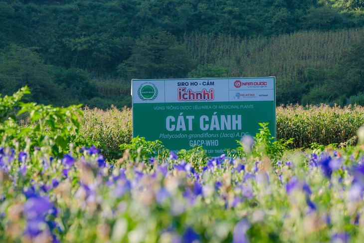 Ích Nhi kiên định phát triển nguồn dược liệu sạch chuẩn GACP-WHO- Ảnh 2. Ích Nhi kiên định phát triển nguồn dược liệu sạch chuẩn GACP-WHO- Ảnh 2.